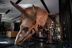 Subastarán el esqueleto de Big John, el triceratops más grande hallado hasta ahora
