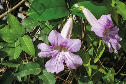 Bignonia callistegioides: su ritmo de crecimiento vertiginoso la convierte en una candidata ideal para cubrir cercos y glorietas en tiempo récord