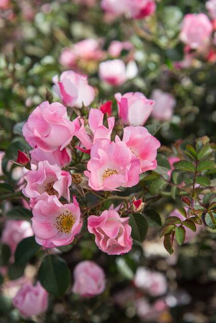 Bingo Meidiland, una de las especies que se cultivan en el Rosedal del Parque 3 de Febrero