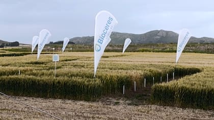 Bioceres SA quedó operando como un vehículo residual