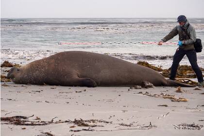 En la isla de los Leones Marinos, la más austral de las Malvinas, no hubo casos; solo está el italiano con dos personas más