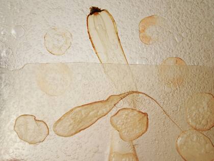 Bioplásticos como alternativa al uso de resina sintética