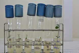 Biotecnología aplicada a la obtención de mandarinas sin semillas