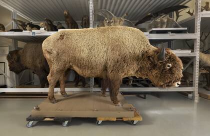 Bisonte disecado permaneció desaparecido del Museo de Denver durante décadas (DMNS/Rick Wicker)