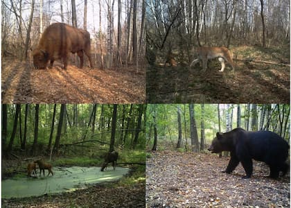 Bisonte europeo, lince boreal, alces y oso pardo dentro de la zona de exclusión de Chernobyl