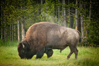 Bisonte pastando a la vera de la ruta.