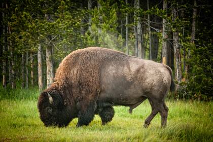 Bisonte pastando al costado de una de las rutas que atraviesan el parque nacional más popular de Estados Unidos.