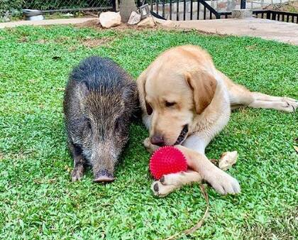 Biu Biu y Yezhu se convirtieron en amigos desde el primer día que se conocieron