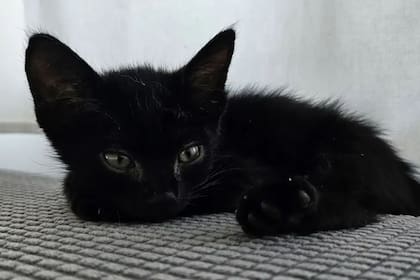 Blanco y su esposa decidieron adoptarlo y sumarlo a su familia (Foto: The Dodo)