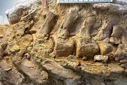 Bloque con vértebras de la cola del plesiosaurio hallado en Texas