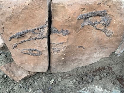 Bloque de piedra que contiene el cráneo del cocodrillo, en el lugar en el que fue hallado.
