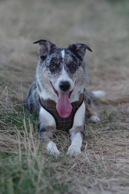 Bluey fue un perro de raza pastor ganadero australiano