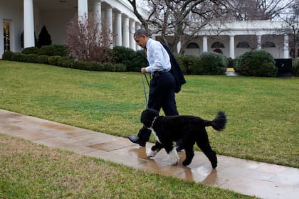 Bo, el perro de los Obama, tenía su propia agenda durante la presidencia de su amigo Barack