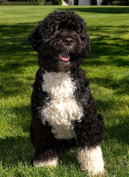 Bo era el famoso perro del expresidente estadounidense Barack Obama