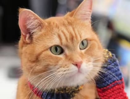 Bob, el felino que le salvó la vida a Bowen (Foto: Facebook @James Bowen)