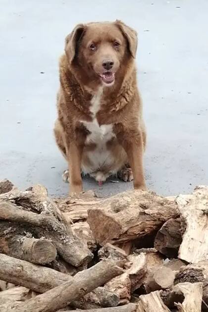 Bobi, el perro más longevo sobre el planeta Tierra