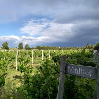 Bodega Al Este, Médanos
