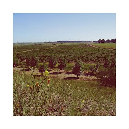 Bodega Al Este ofrece la oportunidad de recorrer sus instalaciones durante la temporada de vacaciones y celebrar diferentes eventos allí