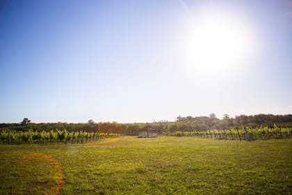 Bodega Gamboa está frente a la Reserva Otamendi, por lo que su entorno es natural e invita al visitante a desconectar del bullicio de la ciudad