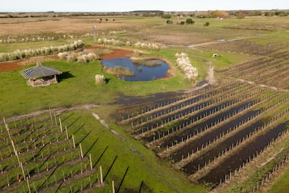 Bodega Gamboa se animó a los viñedos en un terruño inesperado