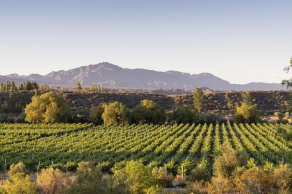 Bodega Graffigna Yanzon.