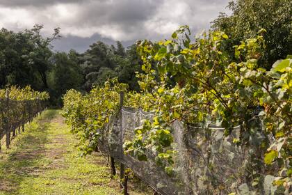 Bodega Las Breas tiene viñas que se pueden visitar.