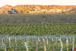 Una bodega patagónica que exporta a más de doce destinos