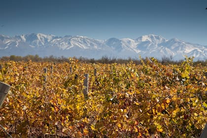 Al pie del Cordón del Plata, los viñedos de Bodegas Salentein, en Tupungato.