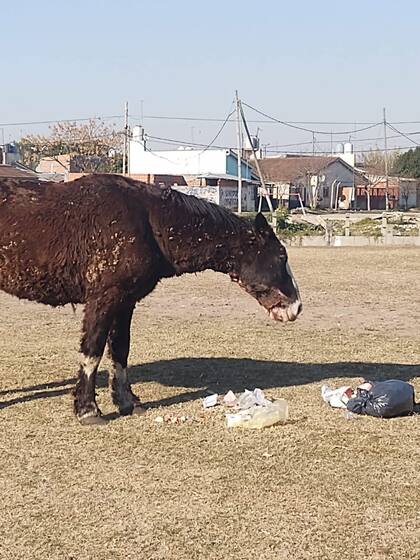 Boldo sobrevivía comiendo bolsas de basura