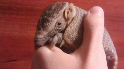 Bolita fue atendido y controlado por especialistas en Xenarthros (grupo al que pertenecen los armadillos y osos hormigueros)