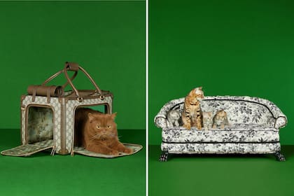 Bolso y sillón Gucci para gatos