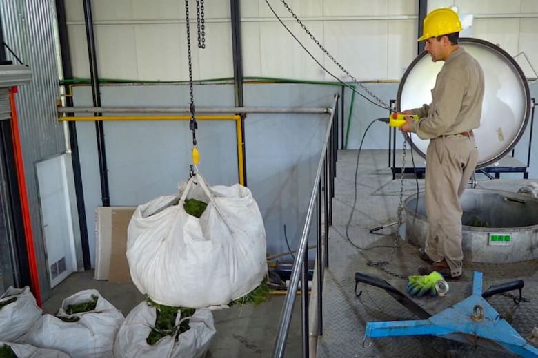Negocio millonario: la flora de la Patagonia vive un inesperado boom por los aceites esenciales