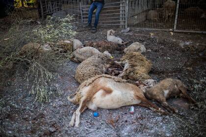Un hombre observa sus ovejas muertas luego de la caída de un cohete disparado por el grupo islamista palestino Hamas, desde Gaza hacia Israel

