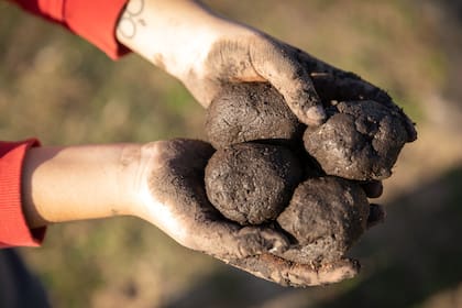 Bombas de semillas: una forma lúdica de despertar curiosidad por las plantas nativas