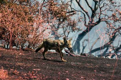 Los animales que habitan estas regiones se ven profundamente afectados; el fuego destruye su hábitat y muchos ni siquiera pueden escapar de las llamas