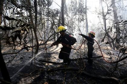 Bomberos intentando apagar el incendio en el bosque de Cariló