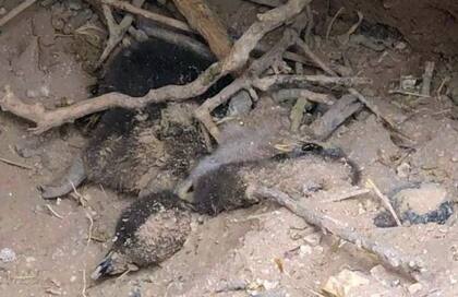 Borboroglu dijo que sólo tomó imágenes y no se llevó nada, pero “en el primer allanamiento cuatro días después ya no estaban los pichones, y en el segundo, la escena estaba toda modificada, removieron el boyero electrificado , las huelas se habían cambiado”.