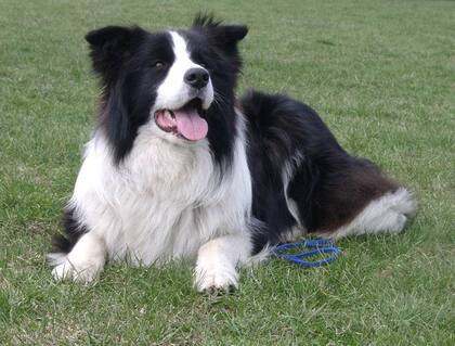 Border collie: se trata de una raza obediente, activa, hábil y vigorosa, por lo que necesita un amo que pueda seguir su ritmo; además, se destaca por su inteligencia, ya que aprende con mucha facilidad