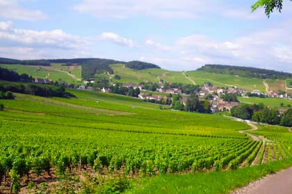 Viñedos de Borgoña, en Francia, cuna de los mejores Pinot Noir del mundo