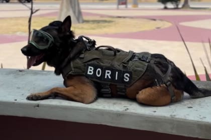 Boris fue elegido como el "Mejor Perro Policía del Año" en el año 2023 (Facebook)