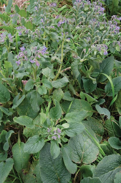 Borraja: aspecto rústico, flores azules y hojas cubiertas de pelitos
