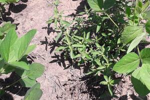 Borreria, una de las principales malezas de hoja ancha