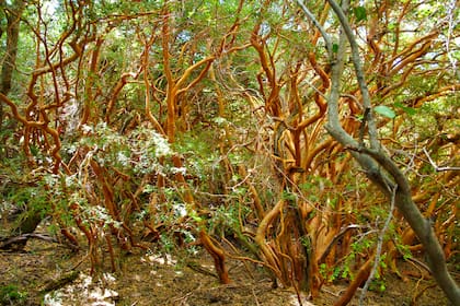 Bosque de luma apiculata, un árbol de color canela en el ecosistema valdiviano del parque Los Alerces