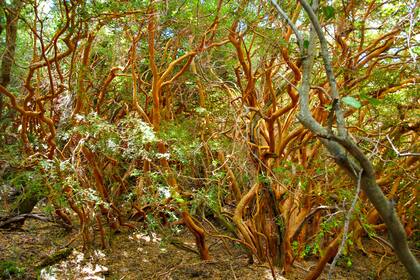 Bosque de luma apiculata, un árbol de color canela en el ecosistema valdiviano del parque Los Alerces