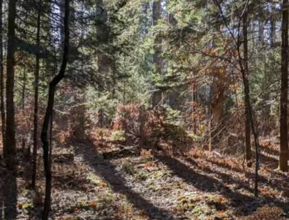 Bosque Estatal de Pigeon River.