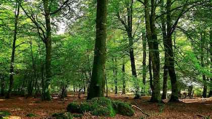 Bosque Peralta Ramos