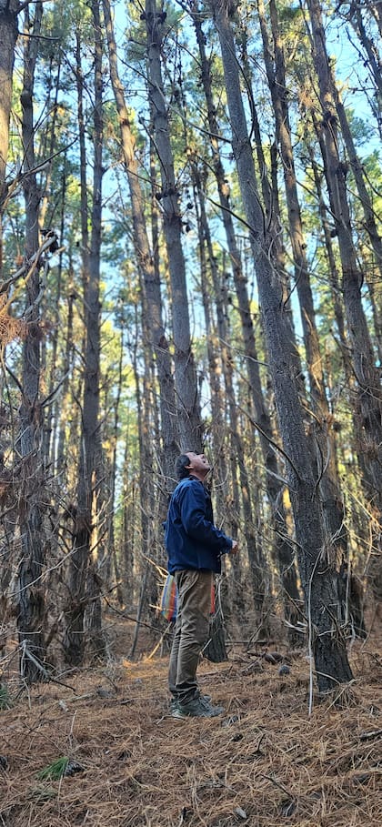 Bosques de pino piñonero en la Costa Atlántica