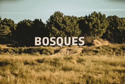 Bosques es un barrio ubicado en Pinamar Norte