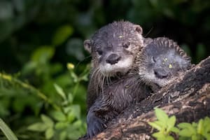 Bosques; medio ambiente; ; calentamiento global; sociedad; bbc; Bbc Mundo; Castores; Florida; Everglades; Cambio Climático; Mar caribe; pez León;