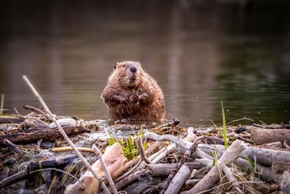 A través de su labor construyendo presas, los castores crean hábitats para otras especies nativas